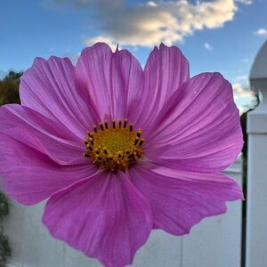 Meet your Posher, Theresa